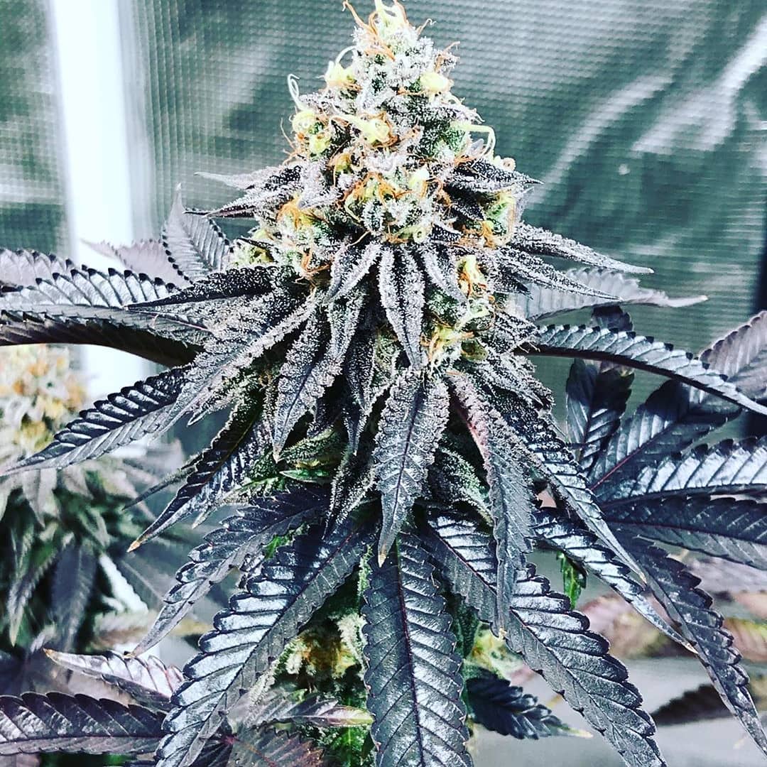 Bubba Kush Feminized Strain