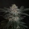 Candy Rain Feminized Strain