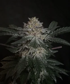 Candy Rain Feminized Strain
