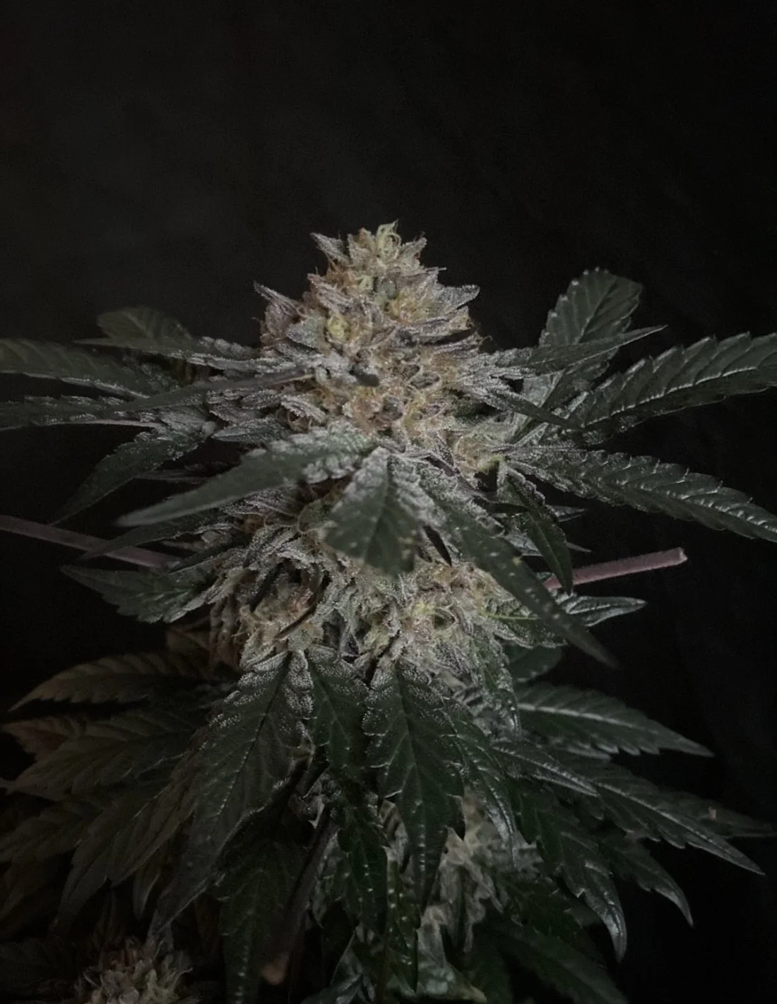 Candy Rain Feminized Strain
