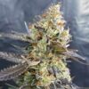 Candyland Feminized Strain