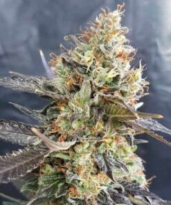 Candyland Feminized Strain