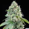 Cereal Milk Feminized Strain
