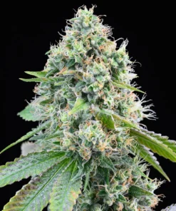 Cereal Milk Feminized Strain