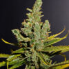 Cheese Feminized Strain