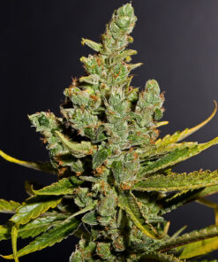 Cheese Feminized Strain