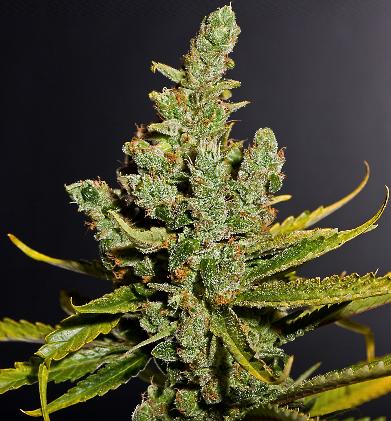 Cheese Feminized Strain