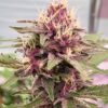 Cherry Pie Feminized Strain