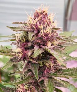Cherry Pie Feminized Strain