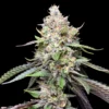 Cookies and Cream Feminized Strain