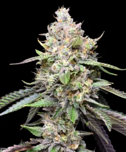 Cookies and Cream Feminized Strain