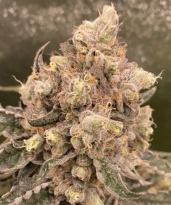 Cream Caramel Feminized Strain