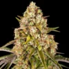Critical Kush Autoflowering Strain