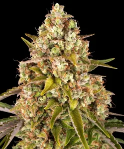 Critical Kush Autoflowering Strain