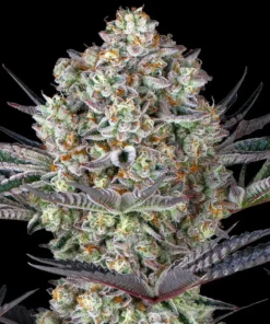 Do-Si-Dos Feminized Strain