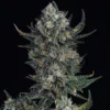 Durban Poison Feminized Strain