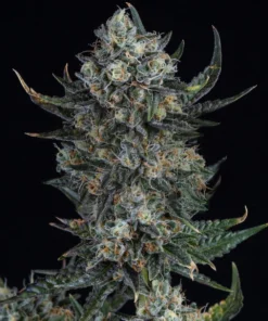 Durban Poison Feminized Strain