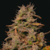 Forbidden Fruit Cake Feminized Strain
