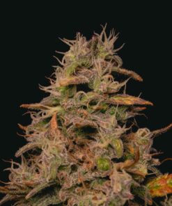 Forbidden Fruit Cake Feminized Strain