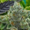 GG4 Feminized Strain