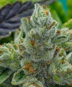 GG4 Feminized Strain