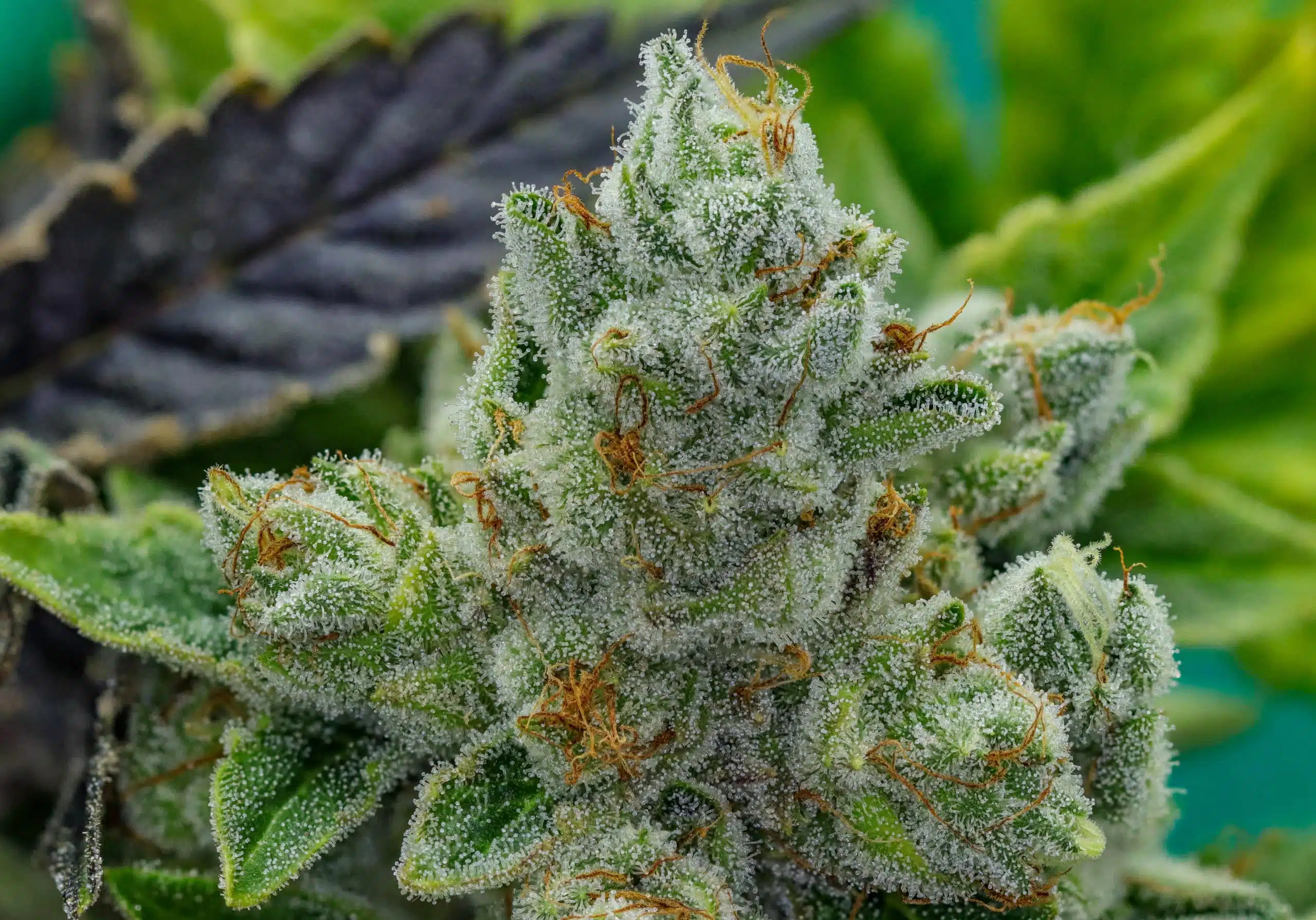 GG4 Feminized Strain