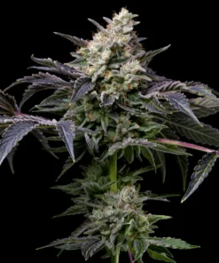GMO Cookies Feminized Strain