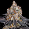 Gelato Feminized Strain