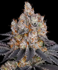 Gelato Feminized Strain
