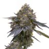 Granddaddy Purp Feminized Strain