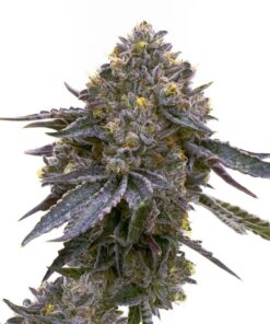 Granddaddy Purp Feminized Strain
