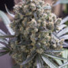 Green Crack Feminized Strain