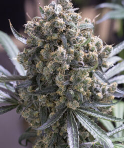 Green Crack Feminized Strain