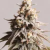 Gushers Feminized Strain