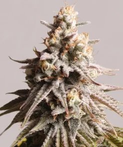 Gushers Feminized Strain