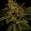 Hindu Kush Feminized Strain