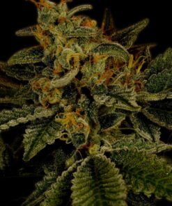 Hindu Kush Feminized Strain
