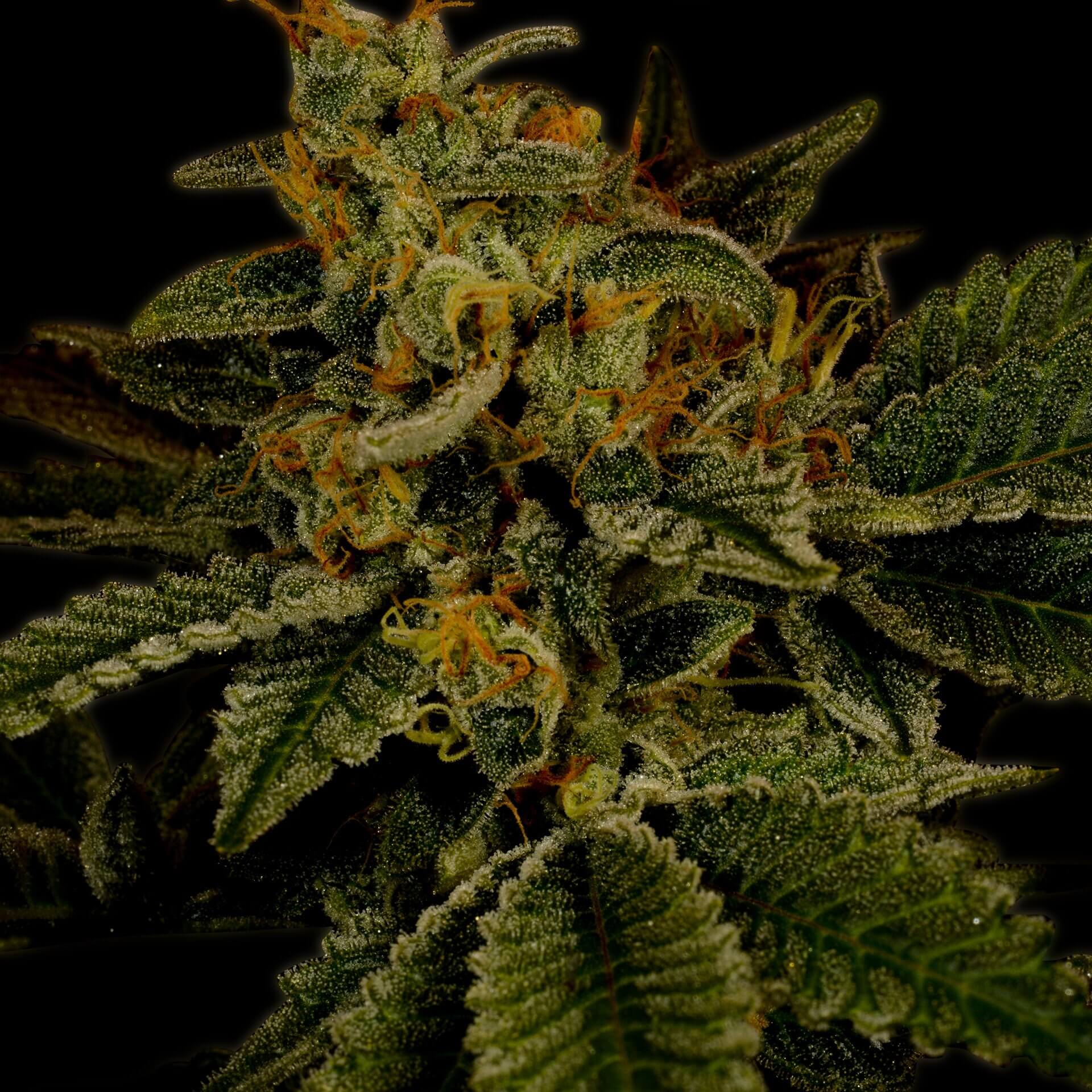 Hindu Kush Feminized Strain