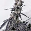Horchata Feminized Strain