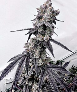 Horchata Feminized Strain