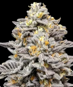 Ice Cream Feminized Strain