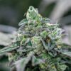 Italian Ice Feminized Strain