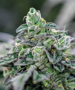 Italian Ice Feminized Strain