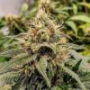Jack Herer Feminized Strain