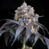 Jet Fuel Feminized Strain