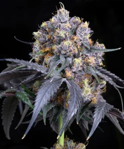 Jet Fuel Feminized Strain
