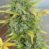 Kalashnikov Autoflowering Strain