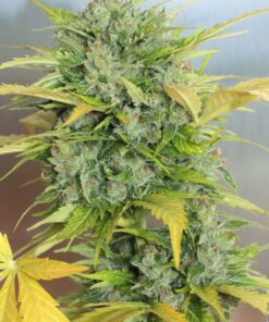 Kalashnikov Autoflowering Strain