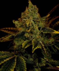 King Louis XIII Feminized Strain