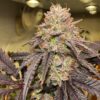 Lemon Cherry Gelato Feminized Strain